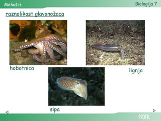 Mekušci                     Biologija 7

raznolikost glavonožaca




  hobotnica               lignja




                 sipa
 