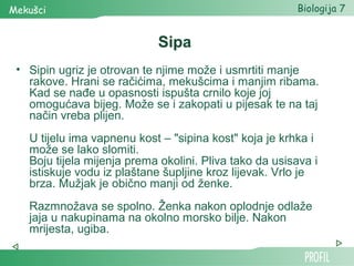 Mekušci                                                 Biologija 7


                            Sipa
 • Sipin ugriz je otrovan te njime može i usmrtiti manje
   rakove. Hrani se račićima, mekušcima i manjim ribama.
   Kad se nađe u opasnosti ispušta crnilo koje joj
   omogućava bijeg. Može se i zakopati u pijesak te na taj
   način vreba plijen.
   U tijelu ima vapnenu kost – "sipina kost" koja je krhka i
   može se lako slomiti.
   Boju tijela mijenja prema okolini. Pliva tako da usisava i
   istiskuje vodu iz plaštane šupljine kroz lijevak. Vrlo je
   brza. Mužjak je obično manji od ženke.
   Razmnožava se spolno. Ženka nakon oplodnje odlaže
   jaja u nakupinama na okolno morsko bilje. Nakon
   mrijesta, ugiba.
 