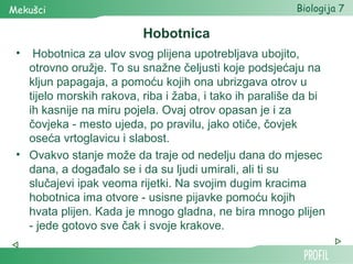 Mekušci                                                  Biologija 7

                          Hobotnica
 •  Hobotnica za ulov svog plijena upotrebljava ubojito,
   otrovno oružje. To su snažne čeljusti koje podsjećaju na
   kljun papagaja, a pomoću kojih ona ubrizgava otrov u
   tijelo morskih rakova, riba i žaba, i tako ih parališe da bi
   ih kasnije na miru pojela. Ovaj otrov opasan je i za
   čovjeka - mesto ujeda, po pravilu, jako otiče, čovjek
   oseća vrtoglavicu i slabost.
 • Ovakvo stanje može da traje od nedelju dana do mjesec
   dana, a događalo se i da su ljudi umirali, ali ti su
   slučajevi ipak veoma rijetki. Na svojim dugim kracima
   hobotnica ima otvore - usisne pijavke pomoću kojih
   hvata plijen. Kada je mnogo gladna, ne bira mnogo plijen
   - jede gotovo sve čak i svoje krakove.
 