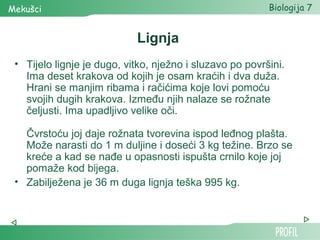 Mekušci                                                   Biologija 7


                            Lignja
 • Tijelo lignje je dugo, vitko, nježno i sluzavo po površini.
   Ima deset krakova od kojih je osam kraćih i dva duža.
   Hrani se manjim ribama i račićima koje lovi pomoću
   svojih dugih krakova. Između njih nalaze se rožnate
   čeljusti. Ima upadljivo velike oči.

   Čvrstoću joj daje rožnata tvorevina ispod leđnog plašta.
   Može narasti do 1 m duljine i doseći 3 kg težine. Brzo se
   kreće a kad se nađe u opasnosti ispušta crnilo koje joj
   pomaže kod bijega.
 • Zabilježena je 36 m duga lignja teška 995 kg.
 