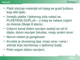 Mekušci                                          Biologija 7


 • Plašt izlučuje materijal od kojeg se gradi ljuštura
   koja štiti tijelo.
 • Između plašta i tjelesnog zida nalazi se
   PLAŠTENA DUPLJA – u kojoj se nalaze organi
   za disanje (škrge ili pluća).
 • Crijevni kanal dobro razvijen sastoji se od tri
   dijela, dobro razvijen želudac, imaju analni otvor.
 • Nervni sistem je gangliozan.
 • Krvotok je otvorenog tipa, imaju srce i vene i
   arterije koje završavaju u tjelesnoj duplji.
 • Polni organi dobro razvijeni.
 