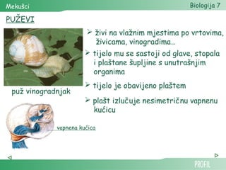 Mekušci                                                Biologija 7

PUŽEVI
                        živi na vlažnim mjestima po vrtovima,
                          živicama, vinogradima…
                        tijelo mu se sastoji od glave, stopala
                         i plaštane šupljine s unutrašnjim
                         organima
                        tijelo je obavijeno plaštem
 puž vinogradnjak
                        plašt izlučuje nesimetričnu vapnenu
                         kućicu

             vapnena kućica
 