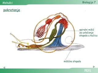 Mekušci                        Biologija 7

pokretanje




                          spiralni mišić
                          za uvlačenje
                          stopala u kućicu




             mišićno stopalo
 