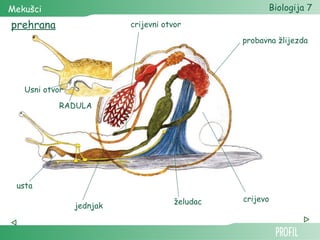 Mekušci                                               Biologija 7
prehrana                  crijevni otvor

                                                probavna žlijezda




   Usni otvor

           RADULA




 usta

                                      želudac   crijevo
                jednjak
 