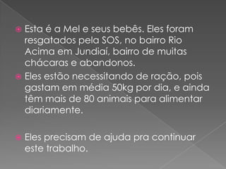 Esta é a Mel e seus bebês. Eles foram resgatados pela SOS, no bairro Rio Acima em Jundiaí, bairro de muitas chácaras e abandonos.Eles estão necessitando de ração, pois gastam em média 50kg por dia, e ainda têm mais de 80 animais para alimentar diariamente. Eles precisam de ajuda pra continuar este trabalho.