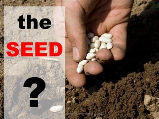 the  SEED ? property of YCIS all rights reserved  © 2008 