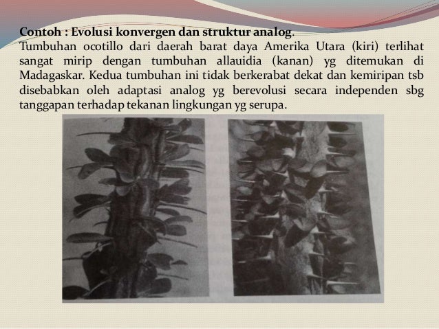Melacak filogeni