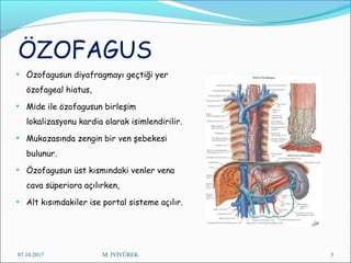ÖZOFAGUS
• Özofagusun diyafragmayı geçtiği yer
özofageal hiatus,
• Mide ile özofagusun birleşim
lokalizasyonu kardia olarak isimlendirilir.
• Mukozasında zengin bir ven şebekesi
bulunur.
• Özofagusun üst kısmındaki venler vena
cava süperiora açılırken,
• Alt kısımdakiler ise portal sisteme açılır.
07.10.2017 M. İYİYÜREK 3
 