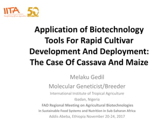Application	of	Biotechnology	
Tools	For	Rapid	Cultivar	
Development	And	Deployment:	
The	Case	Of	Cassava	And	Maize
Melaku	Gedil
Molecular	Geneticist/Breeder		
International	Institute	of	Tropical	Agriculture
Ibadan,	Nigeria
FAO	Regional	Meeting	on	Agricultural	Biotechnologies	
in	Sustainable	Food	Systems	and	Nutrition	in	Sub-Saharan	Africa
Addis	Abeba,	Ethiopia	November	20-24,	2017
 