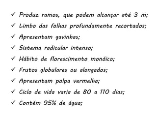  Produz ramos, que podem alcançar até 3 m;
 Limbo das folhas profundamente recortados;
 Apresentam gavinhas;
 Sistema radicular intenso;
 Hábito de florescimento monóico;
 Frutos globulares ou alongados;
 Apresentam polpa vermelha;
 Ciclo de vida varia de 80 a 110 dias;
 Contém 95% de água;
 