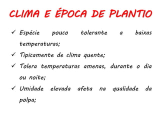  Espécie pouco tolerante a baixas
temperaturas;
 Tipicamente de clima quente;
 Tolera temperaturas amenas, durante o dia
ou noite;
 Umidade elevada afeta na qualidade da
polpa;
CLIMA E ÉPOCA DE PLANTIO
 