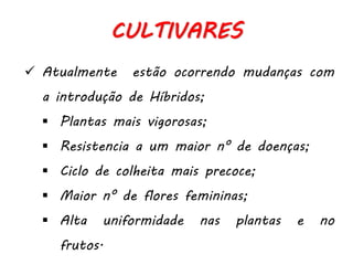  Atualmente estão ocorrendo mudanças com
a introdução de Híbridos;
 Plantas mais vigorosas;
 Resistencia a um maior n° de doenças;
 Ciclo de colheita mais precoce;
 Maior n° de flores femininas;
 Alta uniformidade nas plantas e no
frutos.
CULTIVARES
 