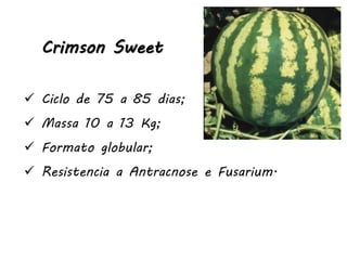 Crimson Sweet
 Ciclo de 75 a 85 dias;
 Massa 10 a 13 Kg;
 Formato globular;
 Resistencia a Antracnose e Fusarium.
 
