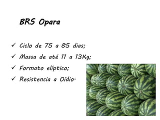 BRS Opara
 Ciclo de 75 a 85 dias;
 Massa de até 11 a 13Kg;
 Formato elíptico;
 Resistencia a Oídio.
 