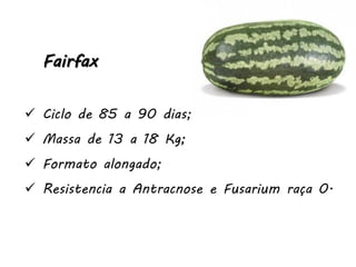 Fairfax
 Ciclo de 85 a 90 dias;
 Massa de 13 a 18 Kg;
 Formato alongado;
 Resistencia a Antracnose e Fusarium raça 0.
 