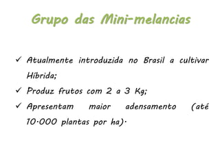  Atualmente introduzida no Brasil a cultivar
Híbrida;
 Produz frutos com 2 a 3 Kg;
 Apresentam maior adensamento (até
10.000 plantas por ha).
Grupo das Mini-melancias
 