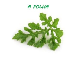 A FOLHA
 