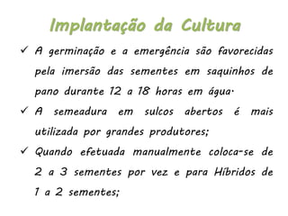  A germinação e a emergência são favorecidas
pela imersão das sementes em saquinhos de
pano durante 12 a 18 horas em água.
 A semeadura em sulcos abertos é mais
utilizada por grandes produtores;
 Quando efetuada manualmente coloca-se de
2 a 3 sementes por vez e para Híbridos de
1 a 2 sementes;
Implantação da Cultura
 