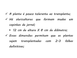  A planta é pouco tolerante ao transplante;
 Há olericultores que formam mudas em
copinhos de jornal;
 12 cm de altura X 8 cm de diâmetro;
 Essas dimensões permitem que as plantas
sejam transplantadas com 2-3 folhas
definitivas;
 