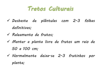  Desbaste de plântulas com 2-3 folhas
definitivas;
 Raleamento de frutos;
 Manter a planta livre de frutos um raio de
50 a 100 cm;
 Normalmente deixa-se 2-3 frutinhos por
planta;
Tratos Culturais
 