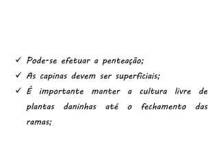  Pode-se efetuar a penteação;
 As capinas devem ser superficiais;
 É importante manter a cultura livre de
plantas daninhas até o fechamento das
ramas;
 