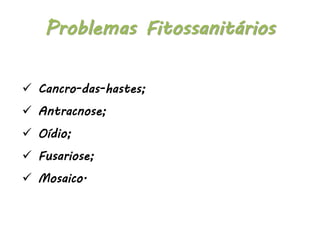  Cancro-das-hastes;
 Antracnose;
 Oídio;
 Fusariose;
 Mosaico.
Problemas Fitossanitários
 