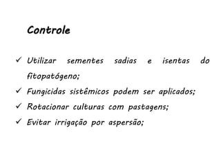 Controle
 Utilizar sementes sadias e isentas do
fitopatógeno;
 Fungicidas sistêmicos podem ser aplicados;
 Rotacionar culturas com pastagens;
 Evitar irrigação por aspersão;
 