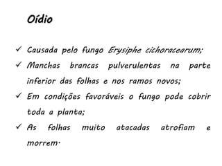 Oídio
 Causada pelo fungo Erysiphe cichoracearum;
 Manchas brancas pulverulentas na parte
inferior das folhas e nos ramos novos;
 Em condições favoráveis o fungo pode cobrir
toda a planta;
 As folhas muito atacadas atrofiam e
morrem.
 