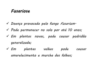 Fusariose
 Doença provocada pelo fungo Fusarium.
 Pode permanecer no solo por até 10 anos;
 Em plantas novas, pode causar podridão
generalizada;
 Em plantas velhas pode causar
amarelecimento e murcha das folhas;
 