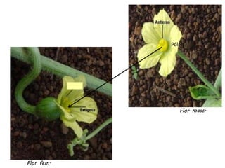Flor masc.
Flor fem.
Pólen
 