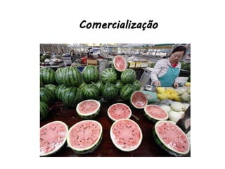 Comercialização
 