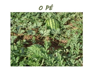 O PÉ
 