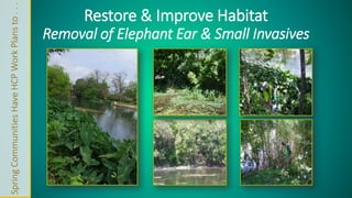 Restore & Improve Habitat 
Removal of Elephant Ear & Small Invasives 
Spring Communities Have HCP Work Plans to . . . 
 
