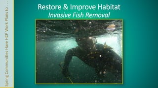 Spring Communities Have HCP Work Plans to . . . 
Restore & Improve Habitat 
Invasive Fish Removal 
 