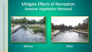 Spring Communities Have HCP Work Plans to . . . 
Mitigate Effects of Recreation 
Invasive Vegetation Removal 
Before After 
 
