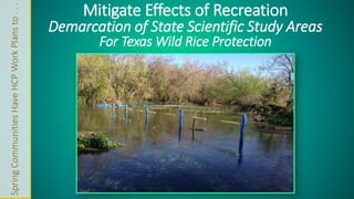 Mitigate Effects of Recreation 
Demarcation of State Scientific Study Areas 
For Texas Wild Rice Protection 
Spring Communities Have HCP Work Plans to . . . 
 