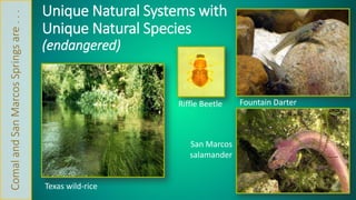 Unique Natural Systems with 
Unique Natural Species 
(endangered) 
Fountain Darter 
Texas wild-rice 
Riffle Beetle 
San Marcos 
salamander 
Comal and San Marcos Springs are . . . 
 