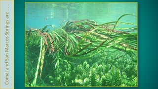 Comal and San Marcos Springs are . . . 
 