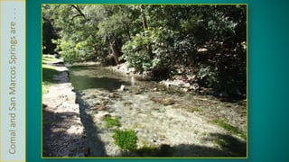 Comal and San Marcos Springs are . . . 
 