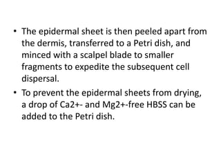 • The epidermal sheet is then peeled apart from
the dermis, transferred to a Petri dish, and
minced with a scalpel blade to smaller
fragments to expedite the subsequent cell
dispersal.
• To prevent the epidermal sheets from drying,
a drop of Ca2+- and Mg2+-free HBSS can be
added to the Petri dish.

 