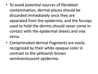 • To avoid potential sources of fibroblast
contamination, dermal pieces should be
discarded immediately once they are
separated from the epidermis, and the forceps
used to hold the dermis should never come in
contact with the epidermal sheets and vise
versa.
• Contaminated dermal fragments are easily
recognized by their white opaque color in
contrast to the yellowish-brown
semitransluscent epidermis.

 