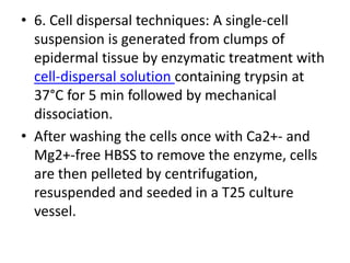 • 6. Cell dispersal techniques: A single-cell
suspension is generated from clumps of
epidermal tissue by enzymatic treatment with
cell-dispersal solution containing trypsin at
37°C for 5 min followed by mechanical
dissociation.
• After washing the cells once with Ca2+- and
Mg2+-free HBSS to remove the enzyme, cells
are then pelleted by centrifugation,
resuspended and seeded in a T25 culture
vessel.

 