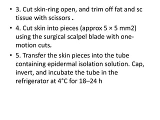 • 3. Cut skin-ring open, and trim off fat and sc
tissue with scissors .
• 4. Cut skin into pieces (approx 5 × 5 mm2)
using the surgical scalpel blade with onemotion cuts.
• 5. Transfer the skin pieces into the tube
containing epidermal isolation solution. Cap,
invert, and incubate the tube in the
refrigerator at 4°C for 18–24 h

 