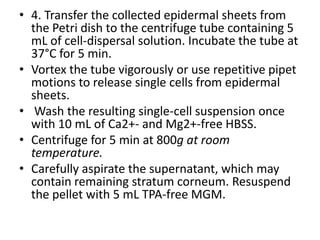 • 4. Transfer the collected epidermal sheets from
the Petri dish to the centrifuge tube containing 5
mL of cell-dispersal solution. Incubate the tube at
37°C for 5 min.
• Vortex the tube vigorously or use repetitive pipet
motions to release single cells from epidermal
sheets.
• Wash the resulting single-cell suspension once
with 10 mL of Ca2+- and Mg2+-free HBSS.
• Centrifuge for 5 min at 800g at room
temperature.
• Carefully aspirate the supernatant, which may
contain remaining stratum corneum. Resuspend
the pellet with 5 mL TPA-free MGM.

 