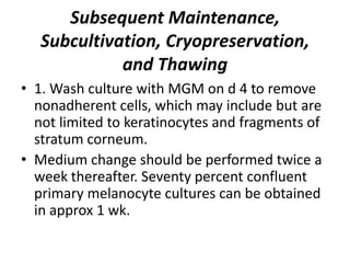 Subsequent Maintenance,
Subcultivation, Cryopreservation,
and Thawing
• 1. Wash culture with MGM on d 4 to remove
nonadherent cells, which may include but are
not limited to keratinocytes and fragments of
stratum corneum.
• Medium change should be performed twice a
week thereafter. Seventy percent confluent
primary melanocyte cultures can be obtained
in approx 1 wk.

 
