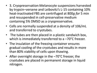 • 3. Cryopreservation:Melanocyte suspensions harvested
by trypsin–versene and Leibovitz’s L-15 containing 10%
heat-inactivated FBS are centrifuged at 800g for 5 min
and resuspended in cell-preservative medium
containing 5% DMSO as a cryopreservative.
• Cells are normally suspended at a density of 106/mL
and transferred to cryotubes.
• The tubes are then placed in a plastic sandwich box,
which is immediately transferred to a –70°C freezer.
• The insulation of the freezing container ensures
gradual cooling of the cryotubes and results in more
than 80% viability of cells upon thawing.
• After overnight storage in the –70°C freezer, the
cryotubes are placed in permanent storage in liquid
nitrogen.

 