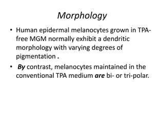 Morphology
• Human epidermal melanocytes grown in TPAfree MGM normally exhibit a dendritic
morphology with varying degrees of
pigmentation .
• By contrast, melanocytes maintained in the
conventional TPA medium are bi- or tri-polar.

 