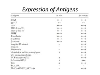 Expression of Antigens

 