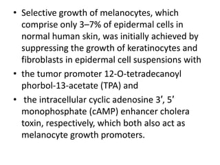 • Selective growth of melanocytes, which
comprise only 3–7% of epidermal cells in
normal human skin, was initially achieved by
suppressing the growth of keratinocytes and
fibroblasts in epidermal cell suspensions with
• the tumor promoter 12-O-tetradecanoyl
phorbol-13-acetate (TPA) and
• the intracellular cyclic adenosine 3′, 5′
monophosphate (cAMP) enhancer cholera
toxin, respectively, which both also act as
melanocyte growth promoters.

 