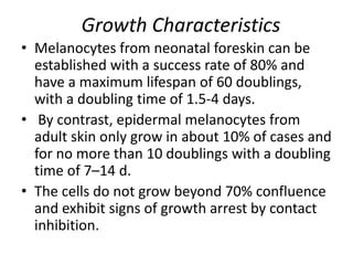 Growth Characteristics
• Melanocytes from neonatal foreskin can be
established with a success rate of 80% and
have a maximum lifespan of 60 doublings,
with a doubling time of 1.5-4 days.
• By contrast, epidermal melanocytes from
adult skin only grow in about 10% of cases and
for no more than 10 doublings with a doubling
time of 7–14 d.
• The cells do not grow beyond 70% confluence
and exhibit signs of growth arrest by contact
inhibition.

 